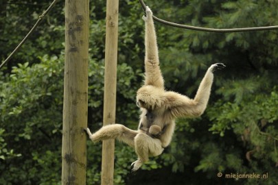 _DSC5148 Olmense Zoo