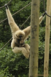 _DSC5150 Olmense Zoo