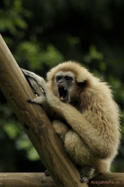 _DSC5183 Olmense Zoo