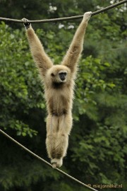 _DSC5186 Olmense Zoo