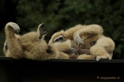 _DSC5284 Olmense Zoo