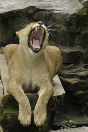 _DSC5310 Olmense Zoo