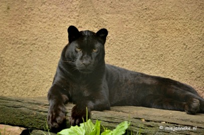 _DSC5324 Olmense Zoo