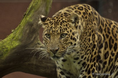 _DSC5369 Olmense Zoo