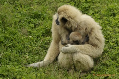 _DSC5613 Olmense Zoo