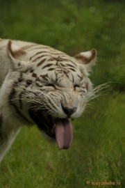 _DSC5636 Olmense Zoo