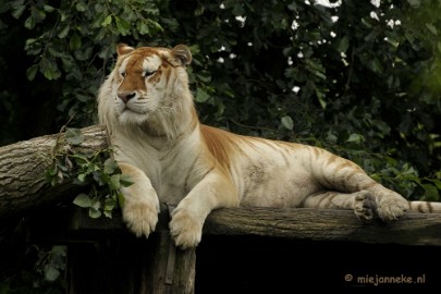 _DSC5641 Olmense Zoo