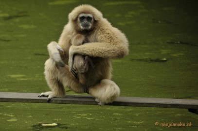 _DSC5655 Olmense Zoo