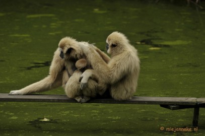 _DSC5657 Olmense Zoo