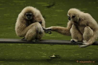 _DSC5671 Olmense Zoo