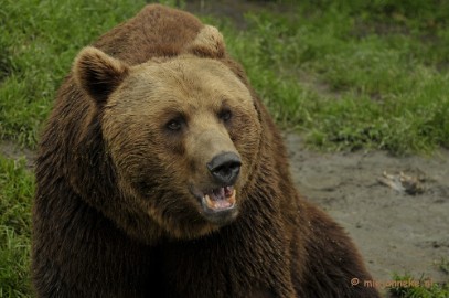 _DSC5687 Olmense Zoo