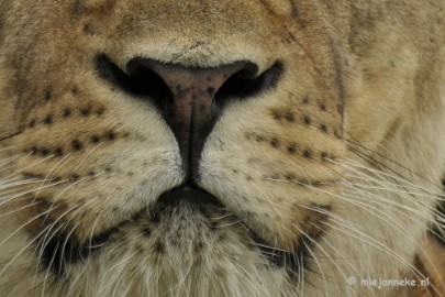 _DSC5818a Olmense Zoo