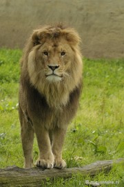 _DSC5869 Olmense Zoo