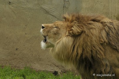 _DSC5879 Olmense Zoo