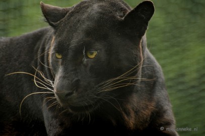 _DSC5928 Olmense Zoo