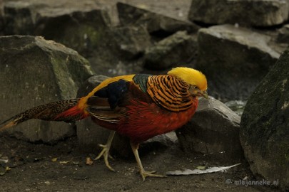 _DSC6025 Olmense Zoo