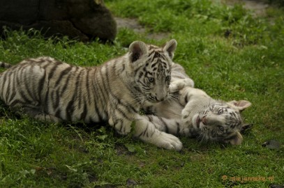 _DSC6041 Olmense Zoo