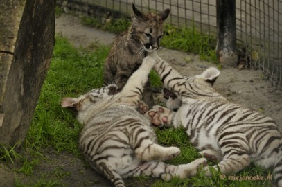 _DSC6044 Olmense Zoo