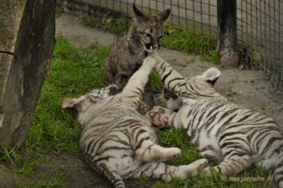 _DSC6044 Olmense Zoo