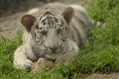 _DSC6070 Olmense Zoo