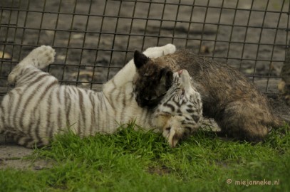 _DSC6107 Olmense Zoo