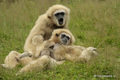 _DSC6310 Olmense Zoo