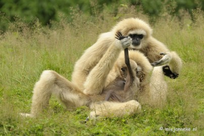 _DSC6326 Olmense Zoo