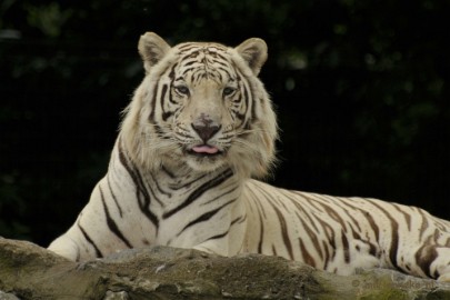 _DSC6454 Olmense Zoo