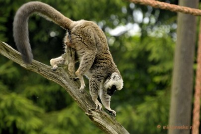 _DSC6513 Olmense Zoo