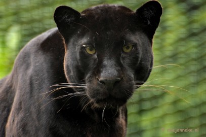 _DSC6519a Olmense Zoo