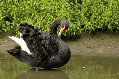 _DSC6638 Olmense Zoo