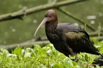 _DSC6680 Olmense Zoo