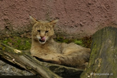 _DSC6768 Olmense Zoo