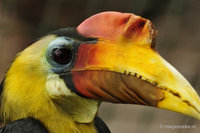 _DSC4671 Ouwehands Dierenpark