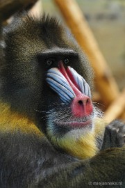 _DSC4952 Ouwehands Dierenpark