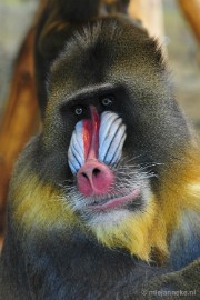 _DSC4973 Ouwehands Dierenpark