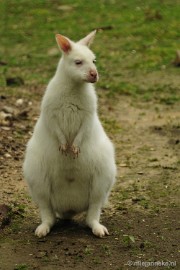 _DSC5008 Ouwehands Dierenpark