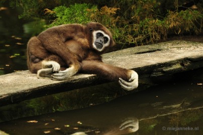 _DSC5021 Ouwehands Dierenpark