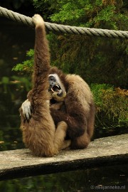 _DSC5033 Ouwehands Dierenpark