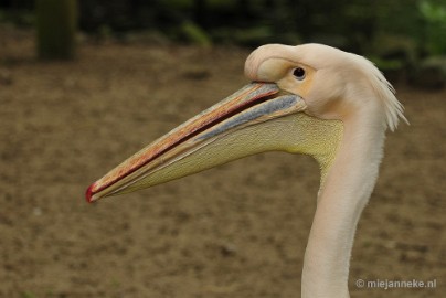 _DSC5056 Ouwehands Dierenpark