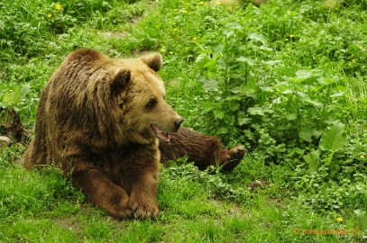 _DSC5116 Ouwehands Dierenpark