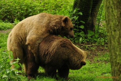 _DSC5157 Ouwehands Dierenpark