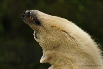 _DSC5254 Ouwehands Dierenpark