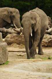 _DSC5310 Ouwehands Dierenpark