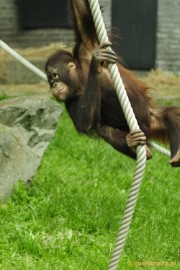 _DSC5390 Ouwehands Dierenpark