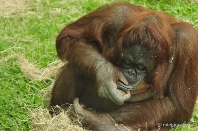 _DSC5416 Ouwehands Dierenpark