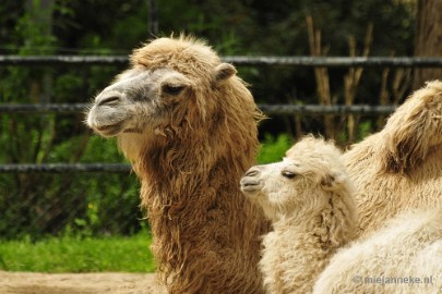 _DSC5427 Ouwehands Dierenpark