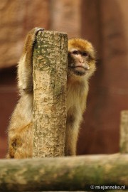 _DSC5437 Ouwehands Dierenpark