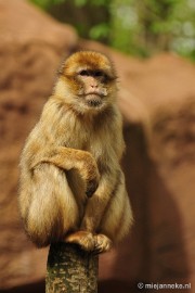 _DSC5451 Ouwehands Dierenpark