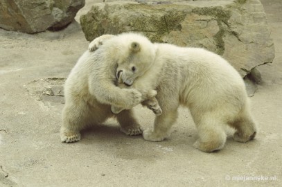 _DSC5513 Ouwehands Dierenpark